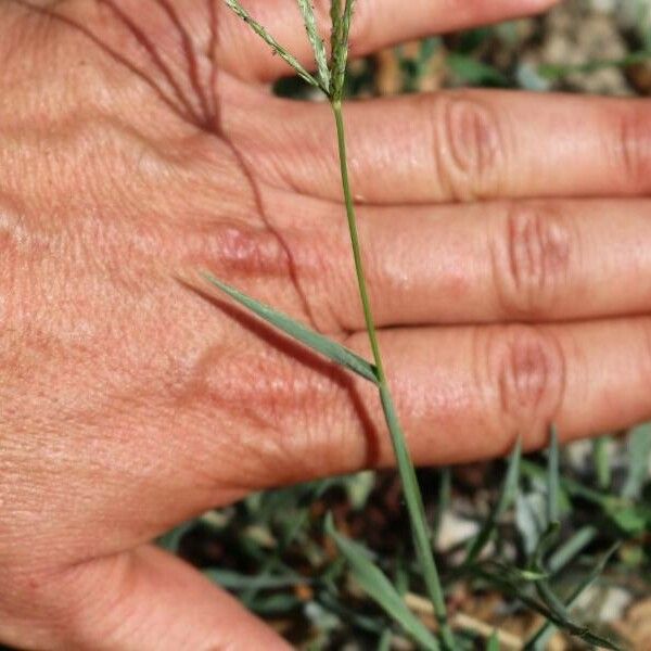 Digitaria sanguinalis Leaf