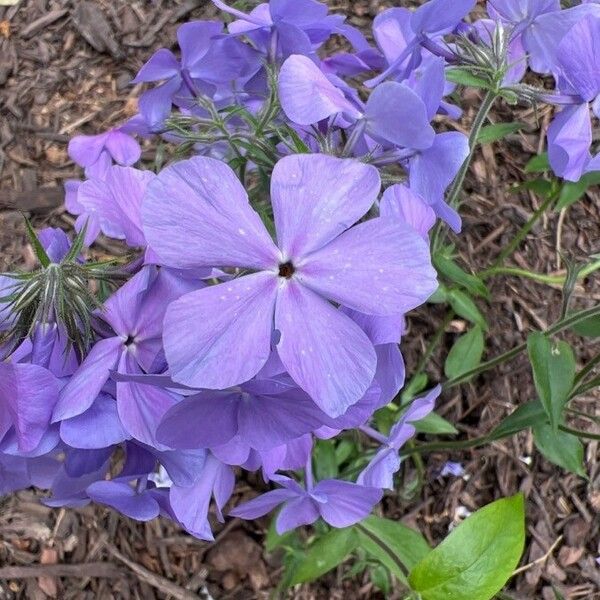 Phlox divaricata Flor