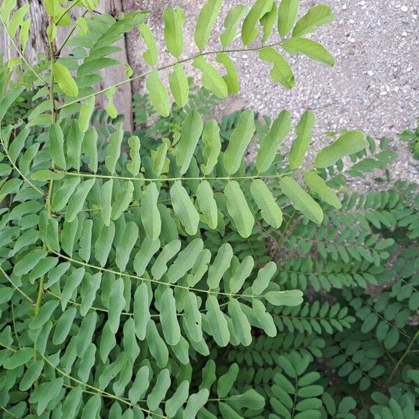 Robinia viscosa 叶