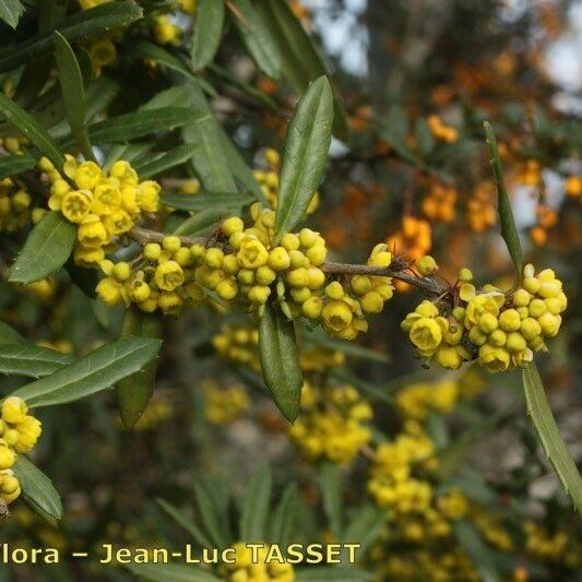 Berberis pruinosa 其他