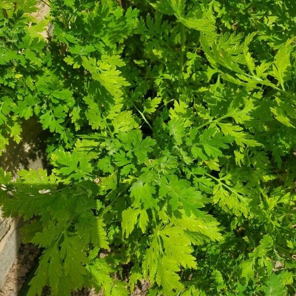 Tanacetum parthenium ഇല