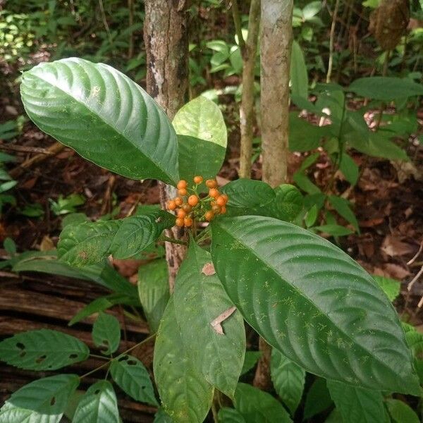 Palicourea racemosa Fruit