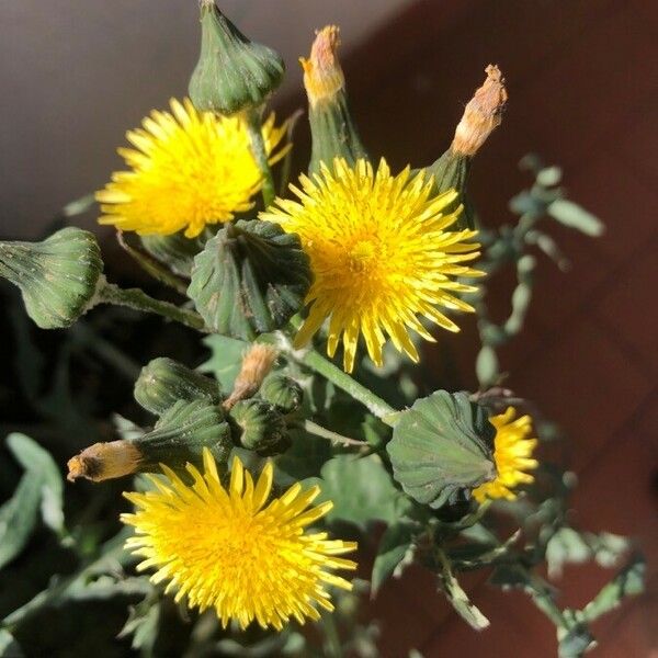 Sonchus oleraceus Flower