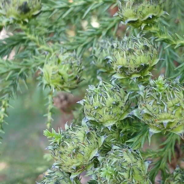 Cryptomeria japonica फल