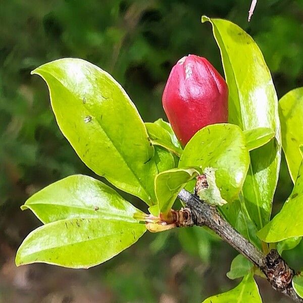 Punica granatum Blüte