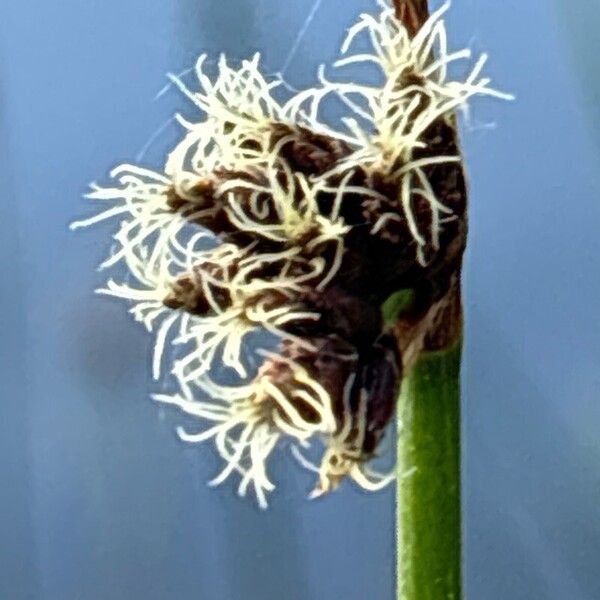 Schoenoplectus lacustris Flower