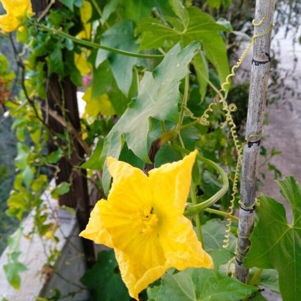 Luffa aegyptiaca 花