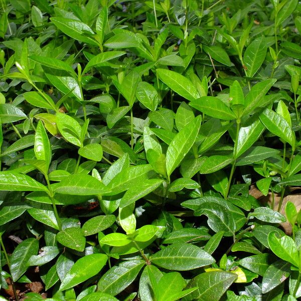 Vinca minor Hoja