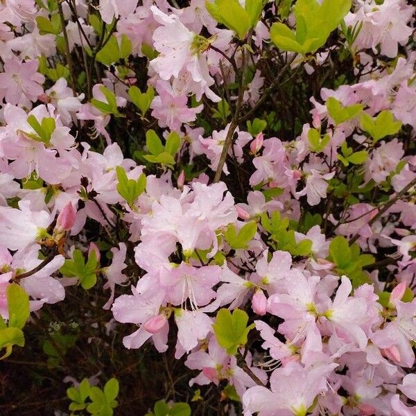 Rhododendron schlippenbachii Blüte