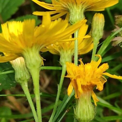 Hieracium umbellatum Flor