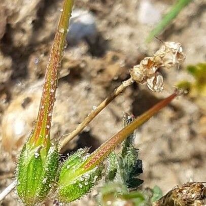 Erodium cicutarium Ffrwyth