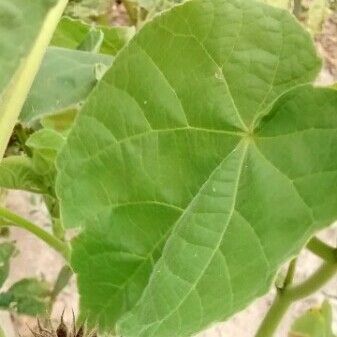 Abutilon theophrasti Blad