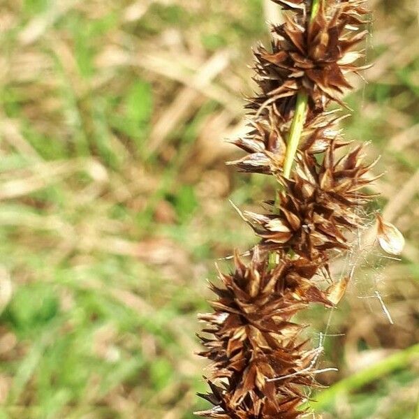 Carex vulpina Flower