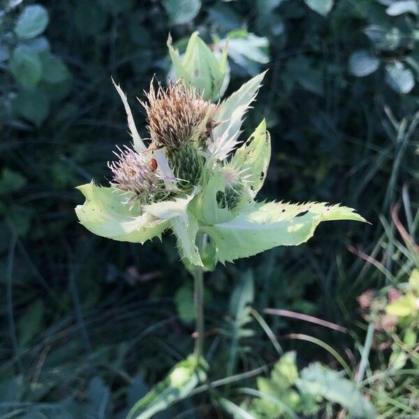 Cirsium oleraceum Blomma