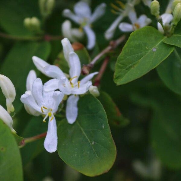 Lonicera tatarica Flower