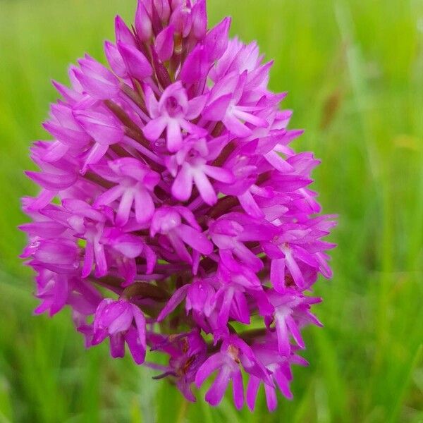 Anacamptis pyramidalis Flower