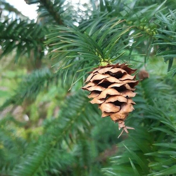 Cunninghamia lanceolata ഫലം