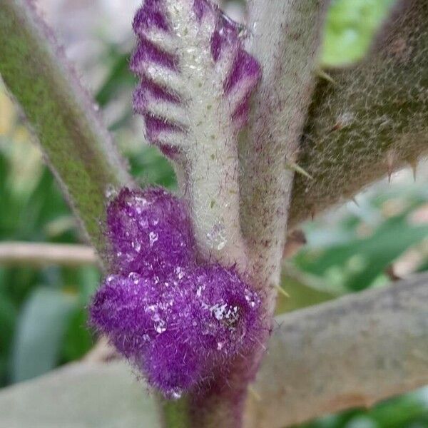 Solanum quitoense Beste bat