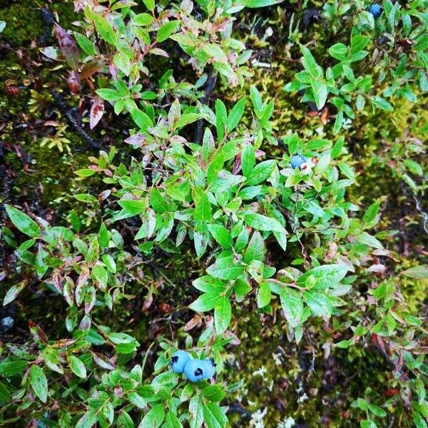 Vaccinium angustifolium Hostoa