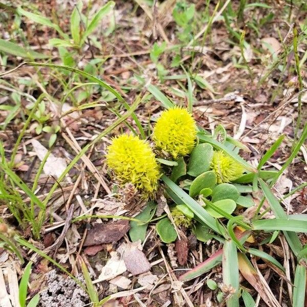 Polygala lutea 葉