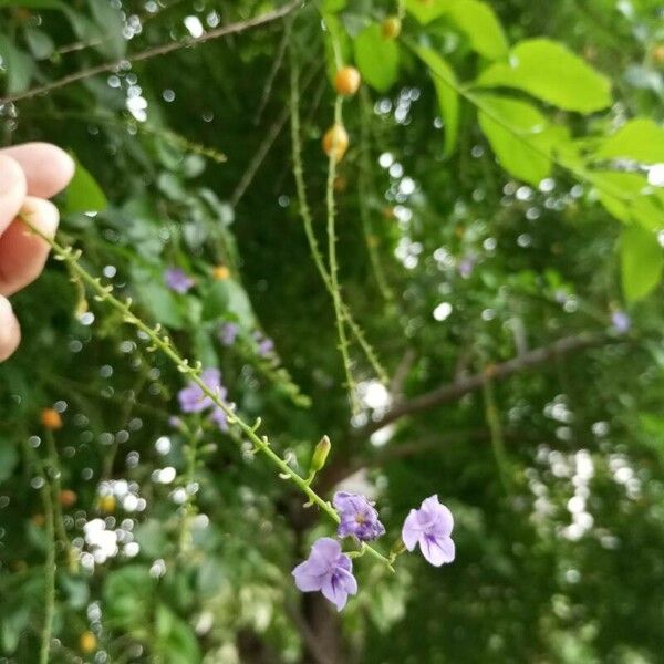 Duranta erecta Blüte