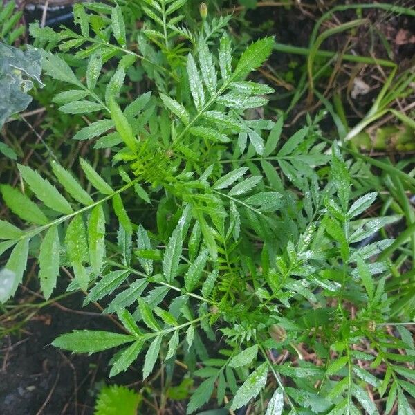 Tagetes minuta Fulla