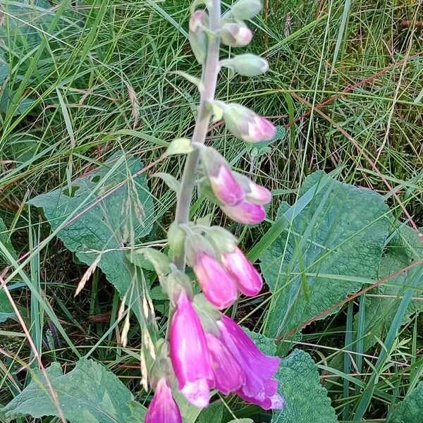 Digitalis purpurea Çiçek