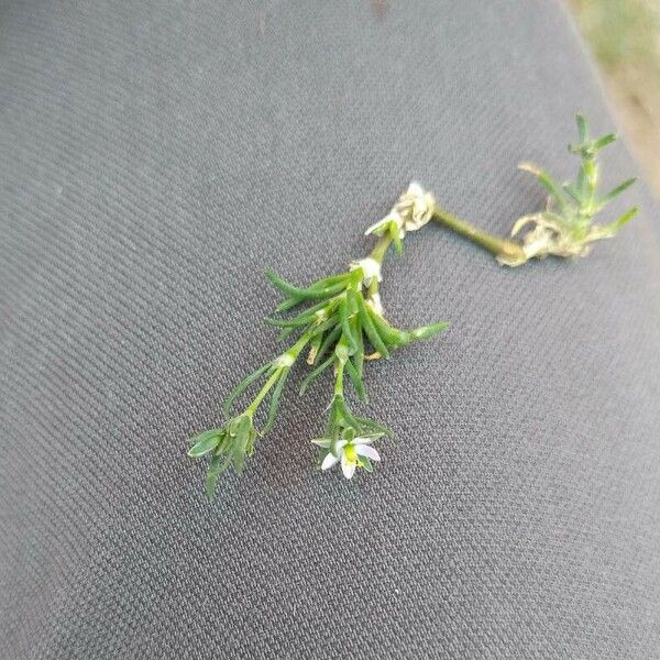 Spergularia marina Flower