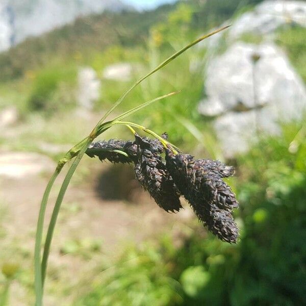 Carex atrata Blodyn