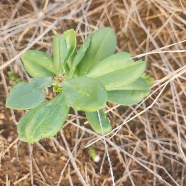 Talinum portulacifolium 叶