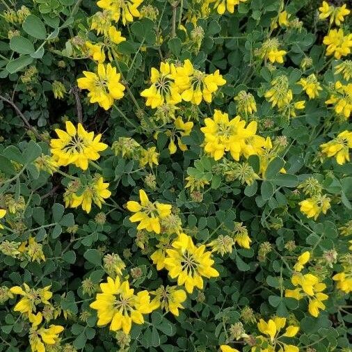 Coronilla coronata Çiçek