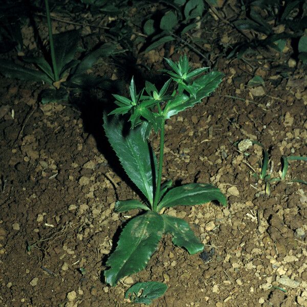 Eryngium foetidum Leaf