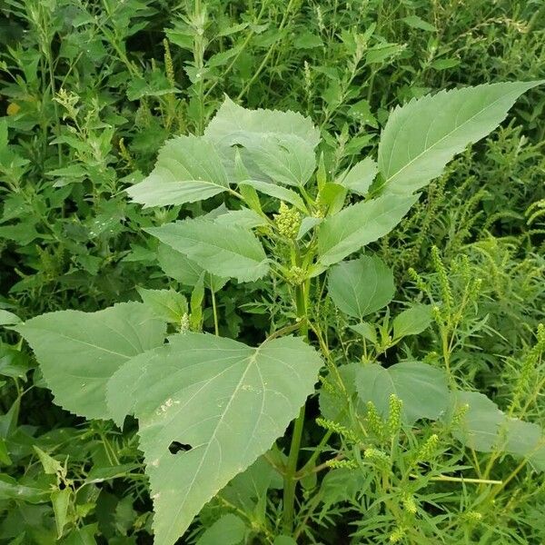 Cyclachaena xanthiifolia Leaf