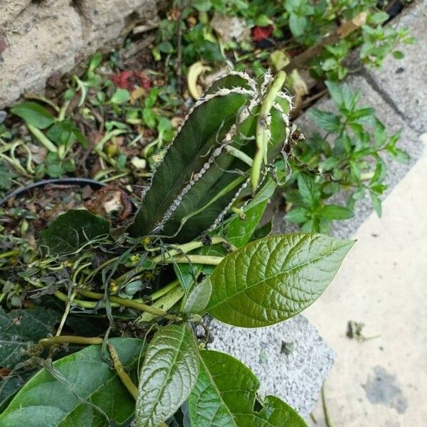 Acanthocereus tetragonus Leaf