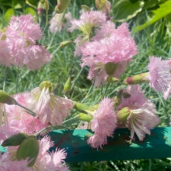 Dianthus plumarius Συνήθη χαρακτηριστικά