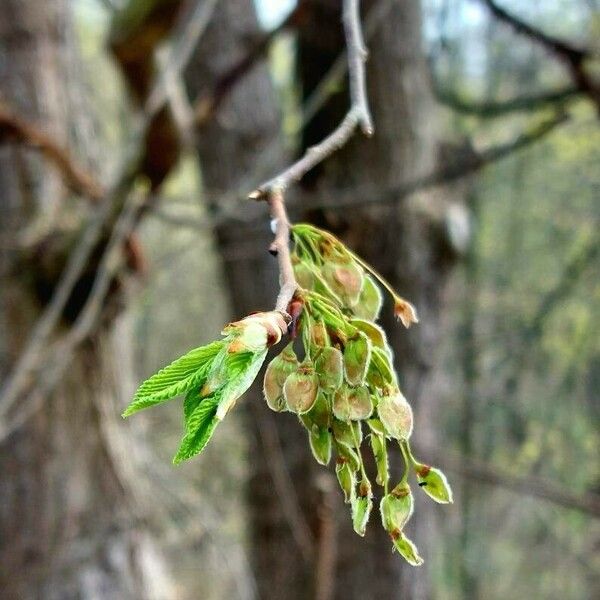 Ulmus laevis Fruct