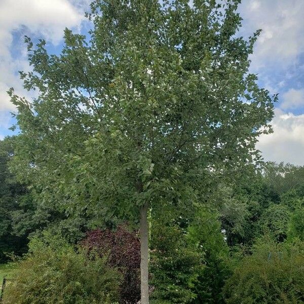 Acer tataricum Plante entière