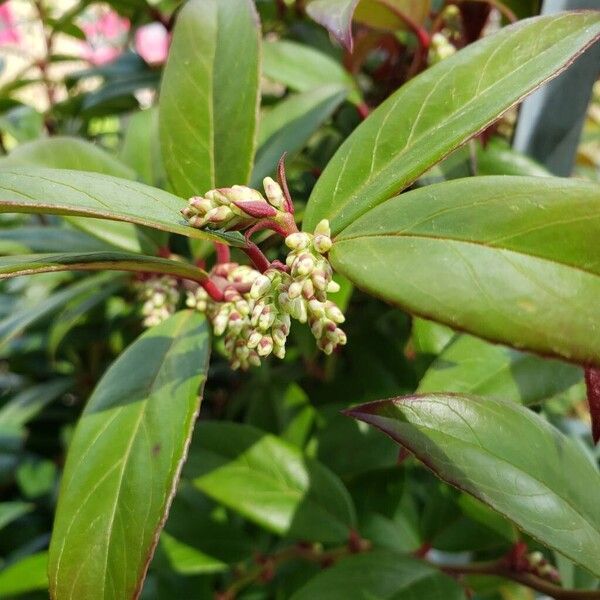 Leucothoe fontanesiana Květ