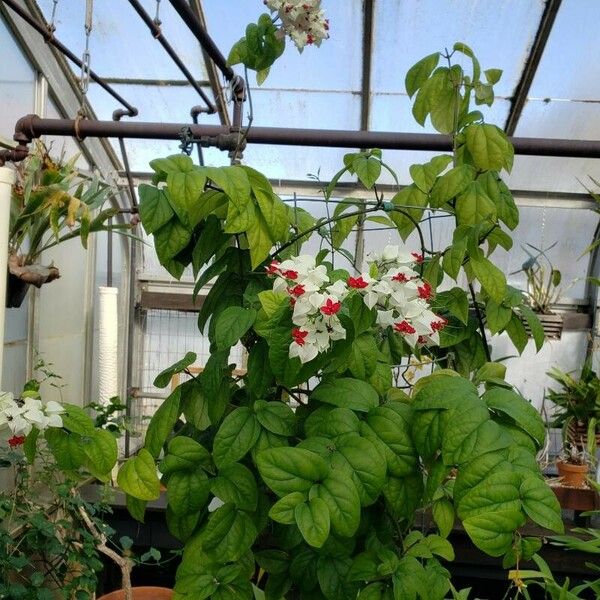 Clerodendrum thomsoniae Elinympäristö