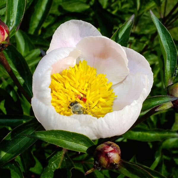 Paeonia lactiflora Flor