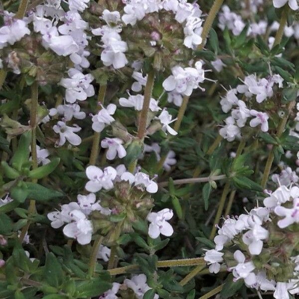 Thymus vulgaris Flower