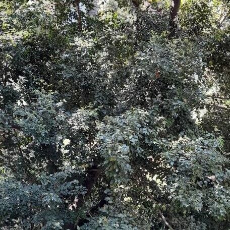 Cryptocarya woodii (Bastard camphortree)