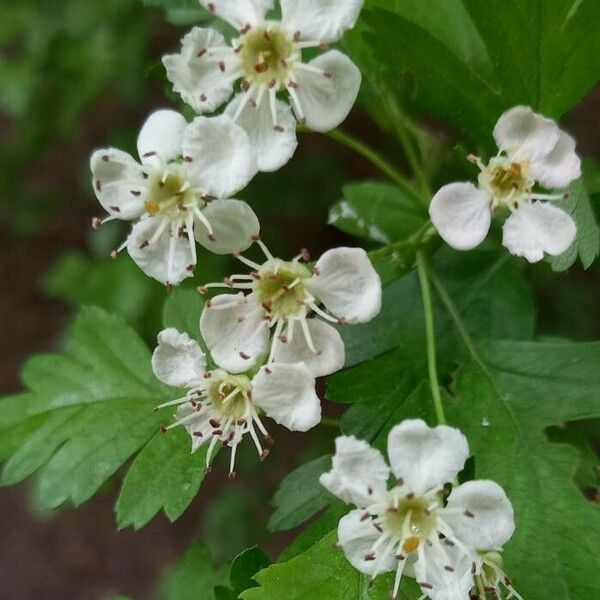 Crataegus monogyna Flower