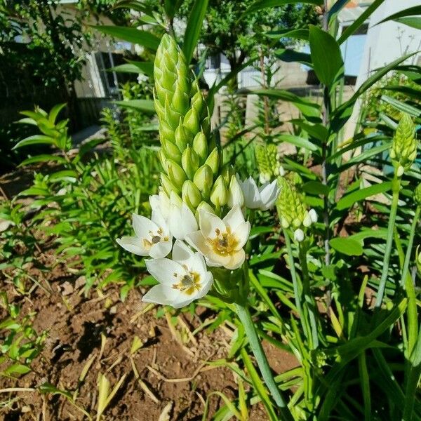 Ornithogalum thyrsoides Blüte