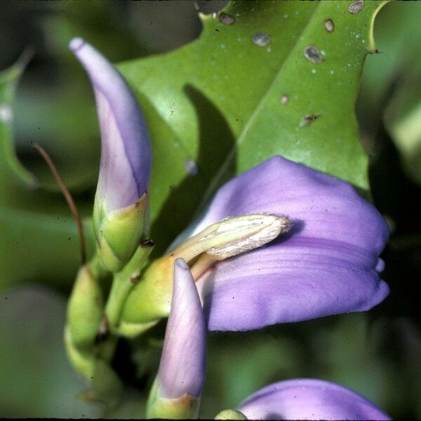 Acanthus ilicifolius Flower