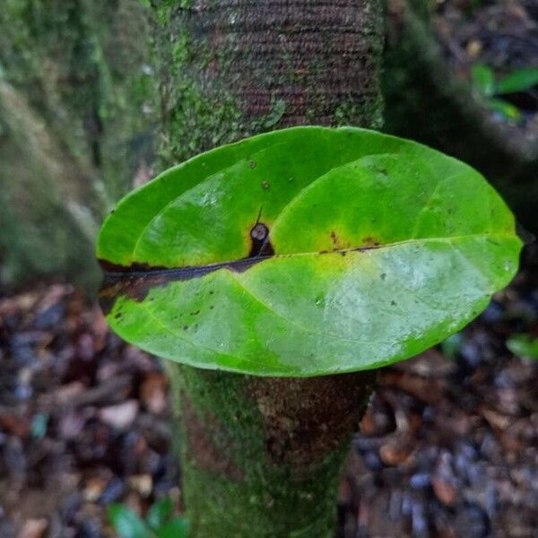 Ocotea cinerea Лист