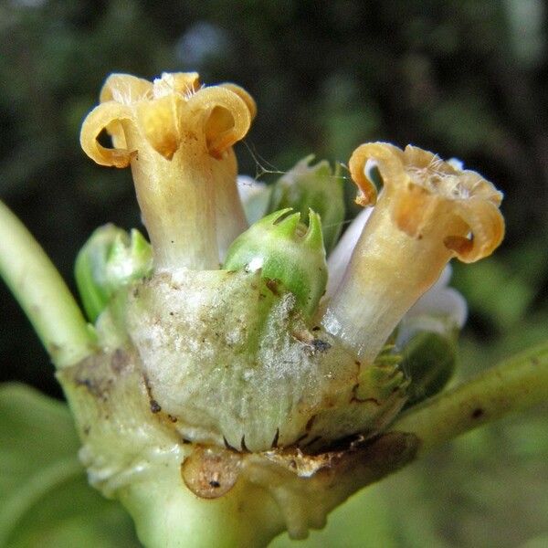 Palicourea pseudaxillaris Flower