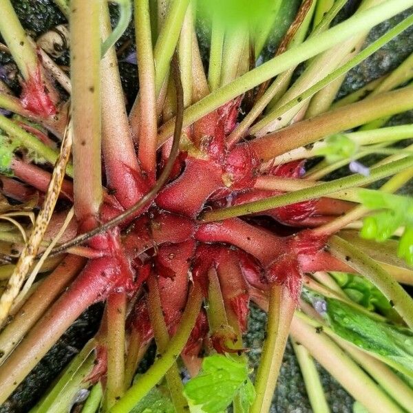 Geranium pusillum Bark