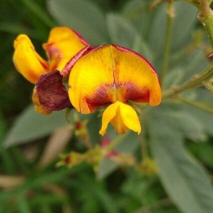 Cajanus cajan Flower