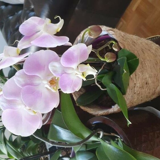 Phalaenopsis amabilis Цветок